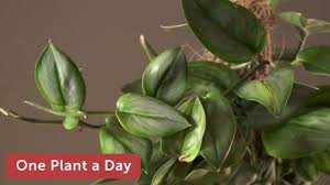 Scindapsus moonlight has leaves with a brilliant grey sheen. Scindapsus Treubii Moonlight Houseplant Care 324 Of 365 Youtube