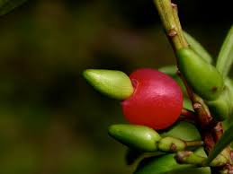 Image result for Podocarpaceae