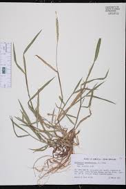 Image result for Anthephora