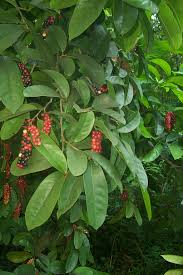 Image result for Antidesma