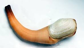 Image result for geoduck