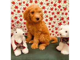 Moss creek goldendoodles is a premium home breeder of english goldendoodle puppies located in sunny central florida. Goldendoodle Puppies Petland Jacksonville Florida