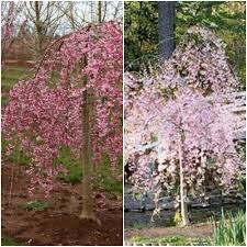 Your tree will be one of the. Dwarf Pink Weeping Cherry Tree 2 Ft And Similar Items