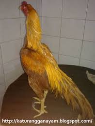 Bobot mencapai 3,4 kg, berbulu lebat dan agak menarik warnanya. Warna Ayam Pamangon Wido Yang Bagus Jenis Ayam Kampung Berdasar Warna Bulu Ilham Creative Katuranggan Merupakan Pengetahuan Khusus Tentang Bentuk Badan Atau Ciri Fisik Suatu Binatang Dan Salah Satunya Adalah