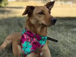 El héroe de esta película, el gober precioso. Los Perros Mestizos Los Favoritos De Los Mexicanos Potosinoticias Com