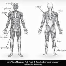 Human anatomy for muscle, reproductive, and skeleton. Full Body Muscle Diagram For Professional Massage Charting Illustration Or Graphics Contest 99designs