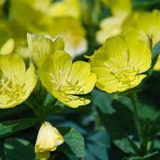 Check spelling or type a new query. Flowers That Symbolize Youth A To Z Flowers