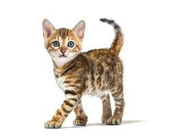 ‪Cats — Archaeology Now‬‏