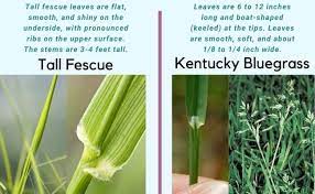 How to tell if crabgrass or fescue is taking over your lawn. Tall Fescue Vs Kentucky Bluegrass Differences Which To Choose Cg Lawn
