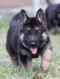 If you are hesitant to keep your dog during good times and bad, during household moves, or family changes, please look no further. German Shepherd Puppies Nc Petfinder