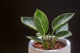 Tanaman hias rubber plant / tanaman karet. 6 Tanaman Hias Berdaun Besar Yang Bikin Rumah Makin Hijau Dan Asri