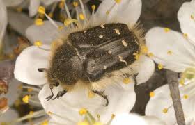 Image result for Tropinota hirta