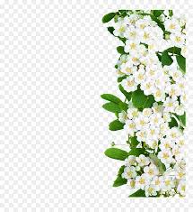 In the large white flower png gallery, all of the files can be used for commercial purpose. White Flowers Green Leaves Png Download White Flower With Long Green Leaves Transparent Png Vhv