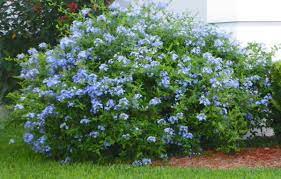 Check spelling or type a new query. Plumbago Plumbago Auriculata Low Maintenance Heavy Bloomer Spring Through Summer Florida Plants Plants Florida Landscaping