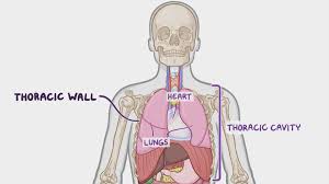 That's your rib cage, expanding and contracting with each inhale and exhale. Muscles Of The Thoracic Wall Osmosis