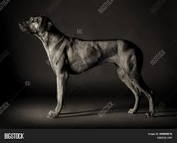 Is the rhodesian ridge back a dangerous dog? Rhodesian Ridgeback Image Photo Free Trial Bigstock