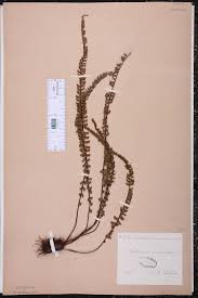 Image result for Stomatanthes sp.no.1