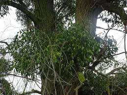 Image result for Viscum shirense