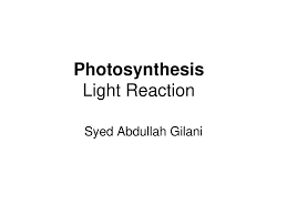 Photosynthesis Light Reaction