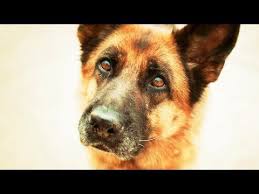 pin na doske trejlery