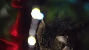 Well you're in luck, because here they come. Christmas Kittens Stock Footage Royalty Free Stock Videos Page 11