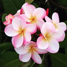 Image result for Plumeria rubra
