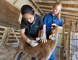 Http Www Davisenterprise Com Media Post Dhs Student Vet Interns Vet School Veterinary Veterinary Science