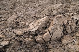 The plants laterally smother to death. The 10 Best Plants To Grow In Clay Soil Horticulture Co Uk