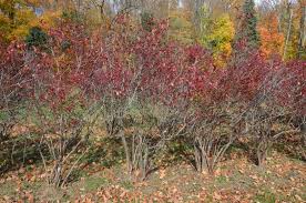 We did not find results for: Pruning Blueberry Bushes In The Home Garden Ohioline