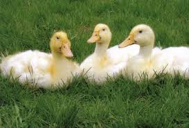 We did not find results for: White Pekin Ducks Waterfowl Hatchery Cackle Hatchery