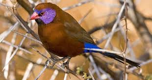 Finch Very Small Birds Of South Africa Violet Eared Waxbill Finches Bird South African Birds Pet Birds