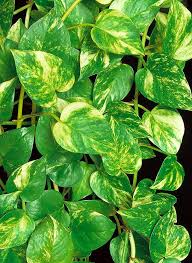 Image result for Epipremnum aureum