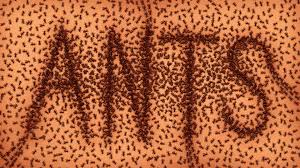 Eradicate ants in your drains with these tricks. How To Get Rid Of Ants In Your Home 9 Easy Tips Before Exterminating