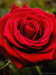 Red Rose Hd Images And Wallpapers 1080p 4346 Red Redrose Rose Love Red Roses Rose Rose Wallpaper