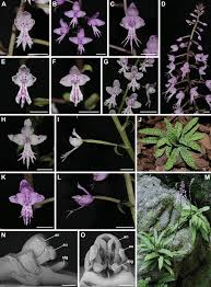 Image result for Holothrix longiflora