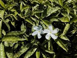 Image result for Tabernaemontana brachyantha