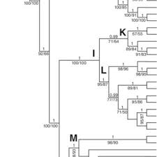 Image result for Dissotis pachytricha