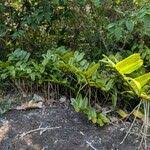 Image result for Calyptrochilum