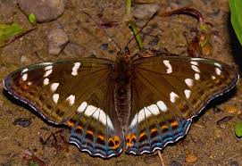Image result for Limenitis populi