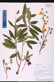 Image result for Ochna
