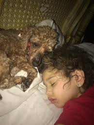 Hello good night everyone. We lost our dog.he is short and chubby and brown  in color with a bob tail.if anyone has seen him can you please contact me