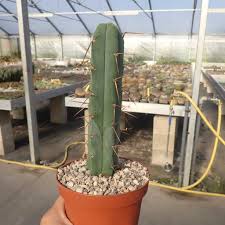 Since it is not growiing, it does not. Trichocereus Bridgesii Uhlig Kakteen More Than 5 000 Different Species