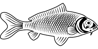 Jan 24, 2019 · halo sobat, pada kesempatan kali ini kami akan berbagi informasi populer tentang contoh tema acara kebersamaan. Fish Animal Biology Free Vector Graphic On Pixabay
