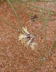 Image result for Schoenus