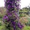The one thing about this clematis is that over time it gets quite large. Https Encrypted Tbn0 Gstatic Com Images Q Tbn And9gcst 5xye79meacvcvpmfrbzwpsa7lollbfkav6nusccxbj56ek Usqp Cau