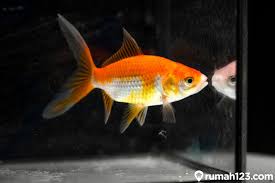 Ikan koi biasanya hidup di kolam. Potensi Cuan Melimpah Ini Cara Budidaya Ikan Komet Dengan Mudah Rumah123 Com