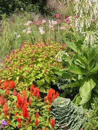 Check spelling or type a new query. Four O Clocks Mirabilis Jalapa Wisconsin Horticulture