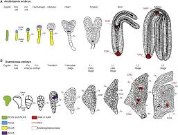 The zygotic stage is followed by the embryonic stage. Developmental And Genomic Architecture Of Plant Embryogenesis From Model Plant To Crops Sciencedirect