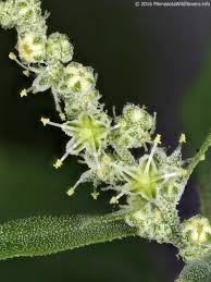 Image result for Chenopodium