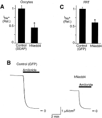 It's disclosed long dian is the reason behind the ai rebellion and wants to obtain eternal existence through second life. Multiple Ww Domains But Not The C2 Domain Are Required For Inhibition Of The Epithelial Na Channel By Human Nedd4 Journal Of Biological Chemistry